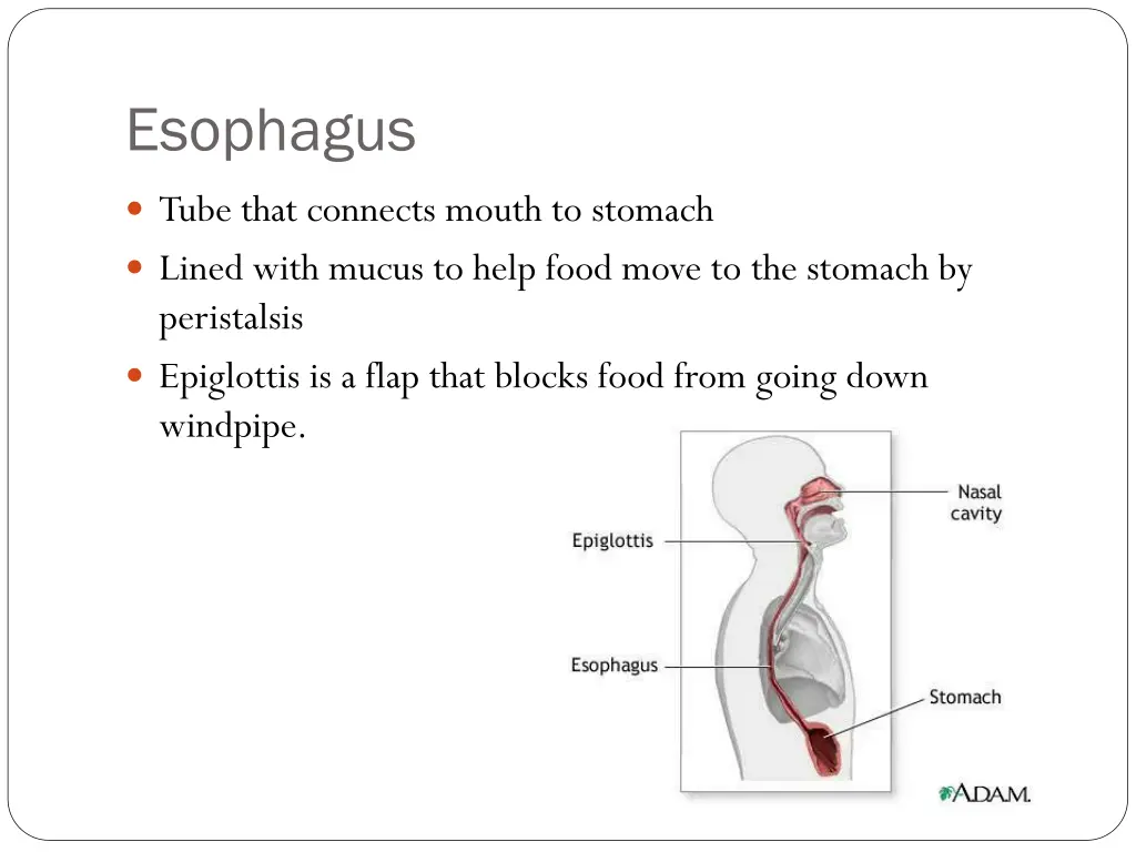 esophagus
