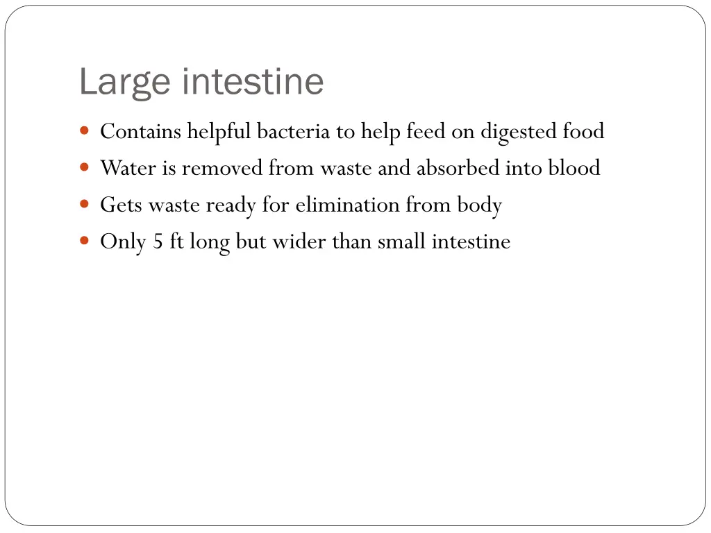 large intestine