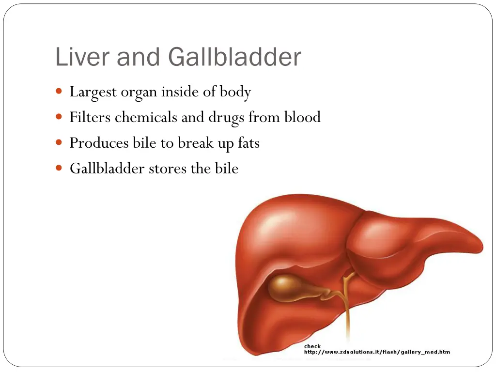 liver and gallbladder