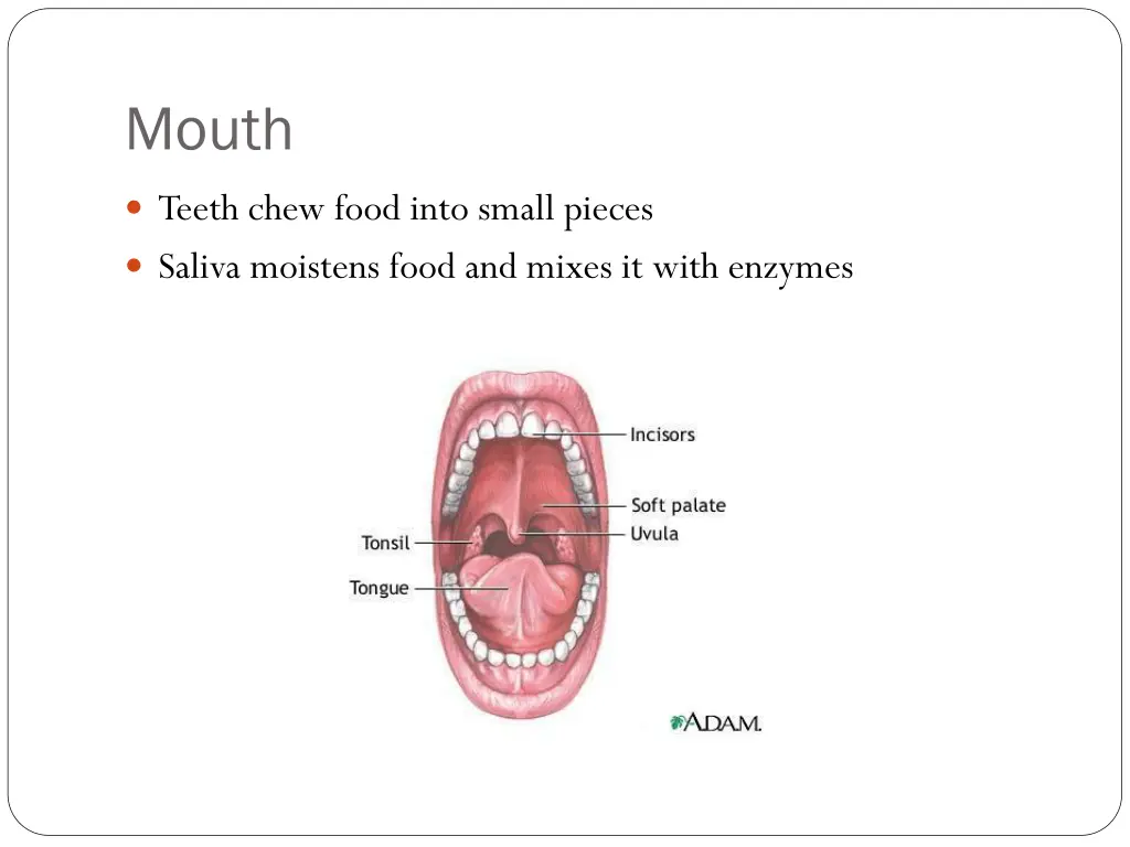 mouth