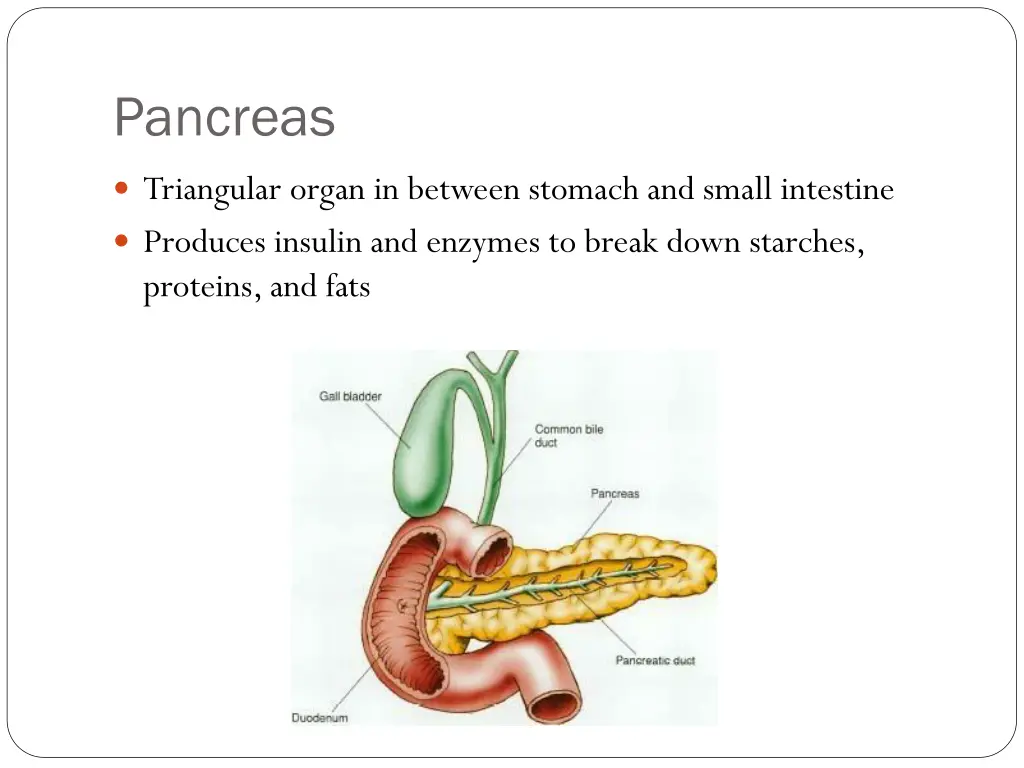 pancreas