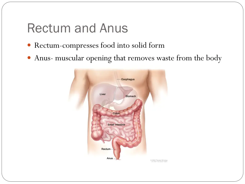 rectum and anus