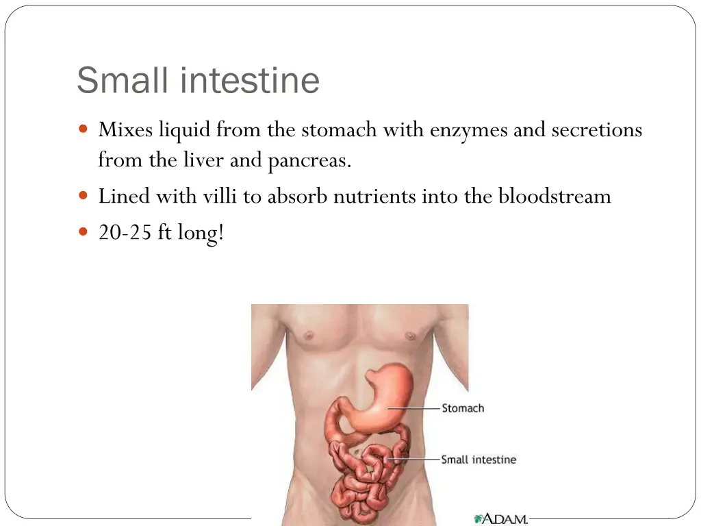 small intestine