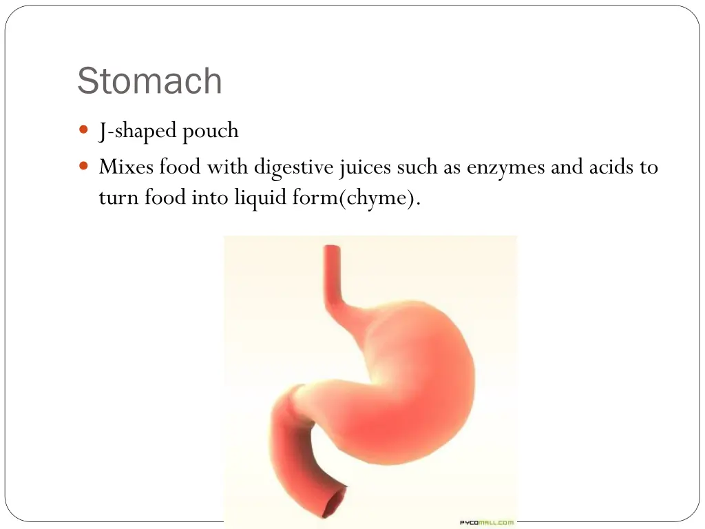 stomach