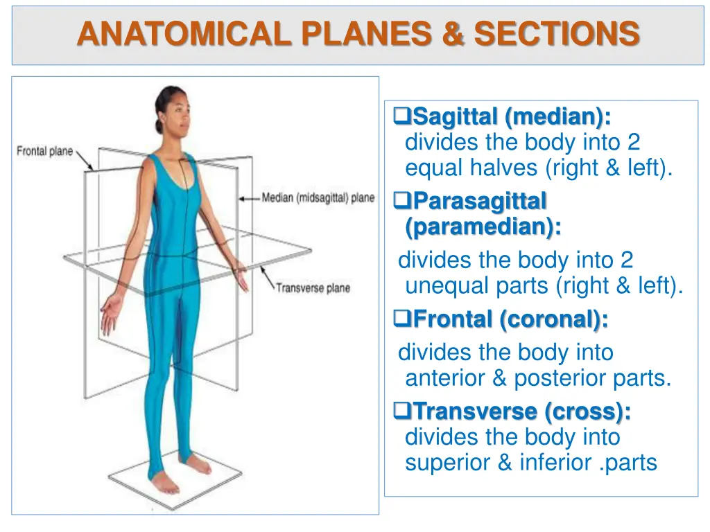 anatomical planes sections