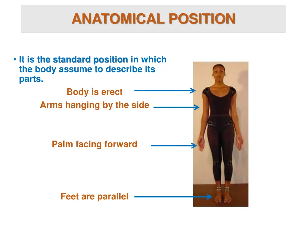 anatomical position