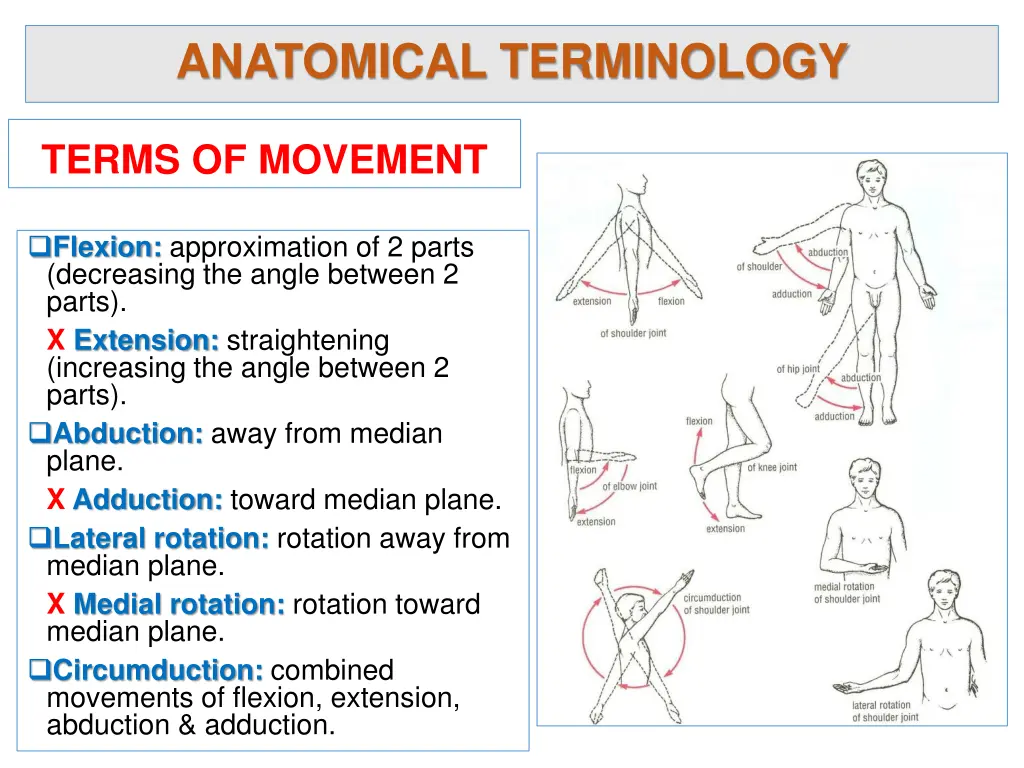 anatomical terminology 1