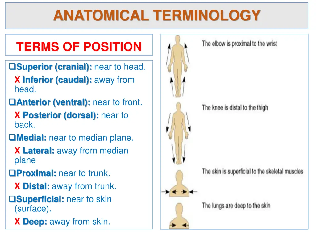 anatomical terminology