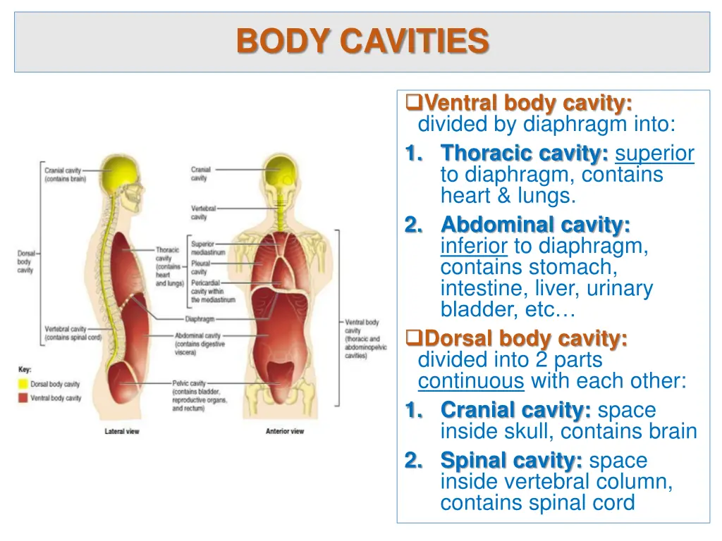 body cavities