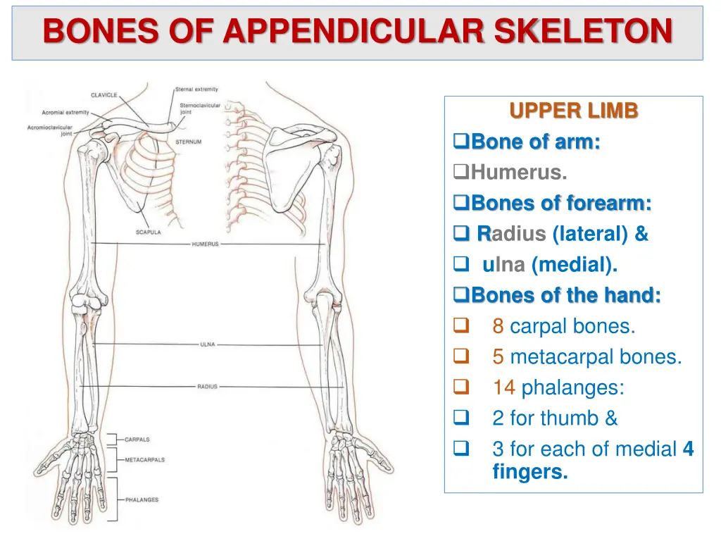 bones of appendicular skeleton 1