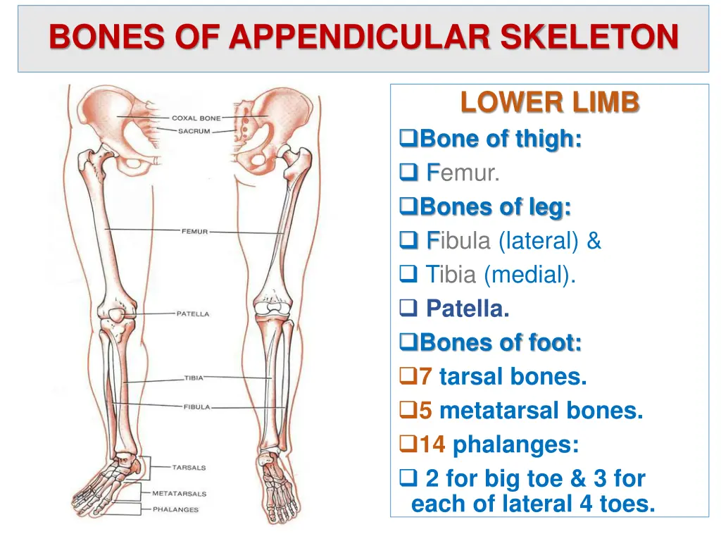 bones of appendicular skeleton 2