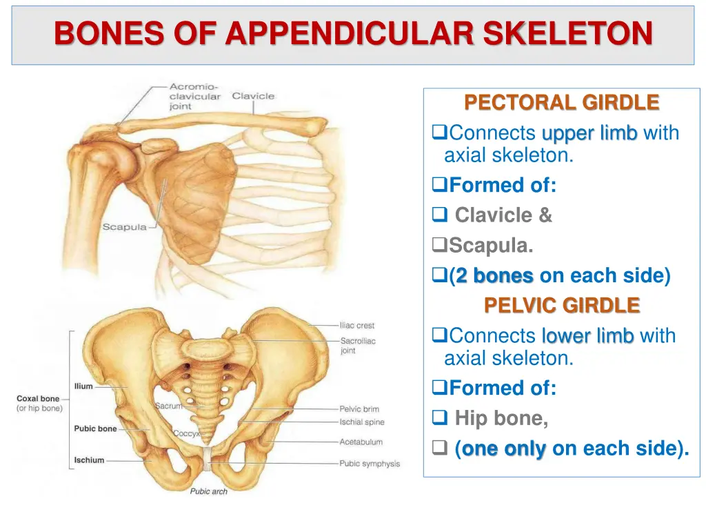bones of appendicular skeleton