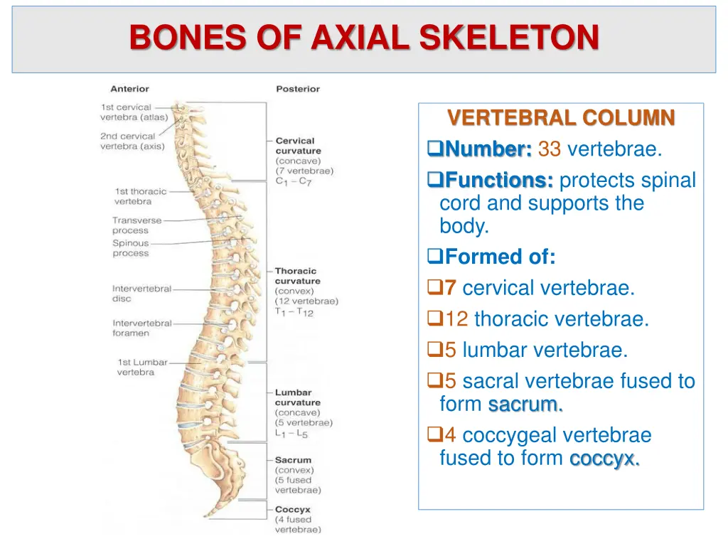 bones of axial skeleton 1