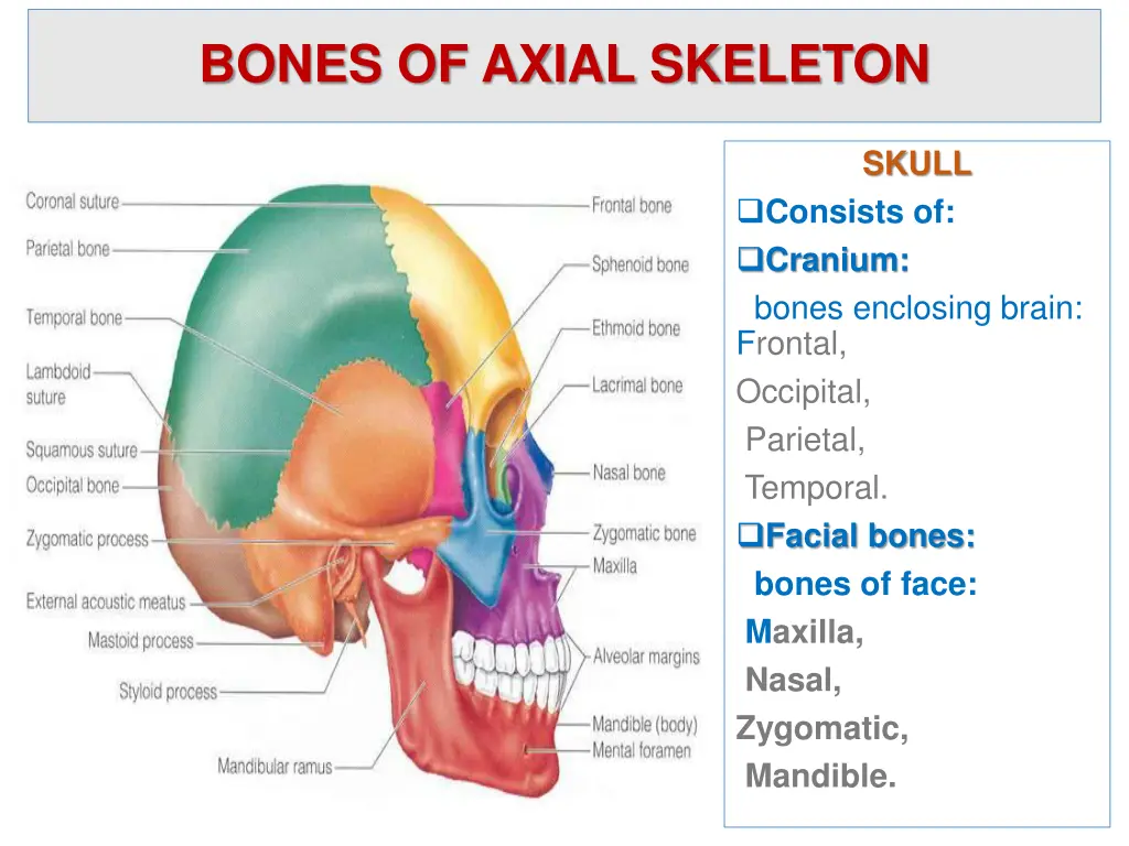 bones of axial skeleton
