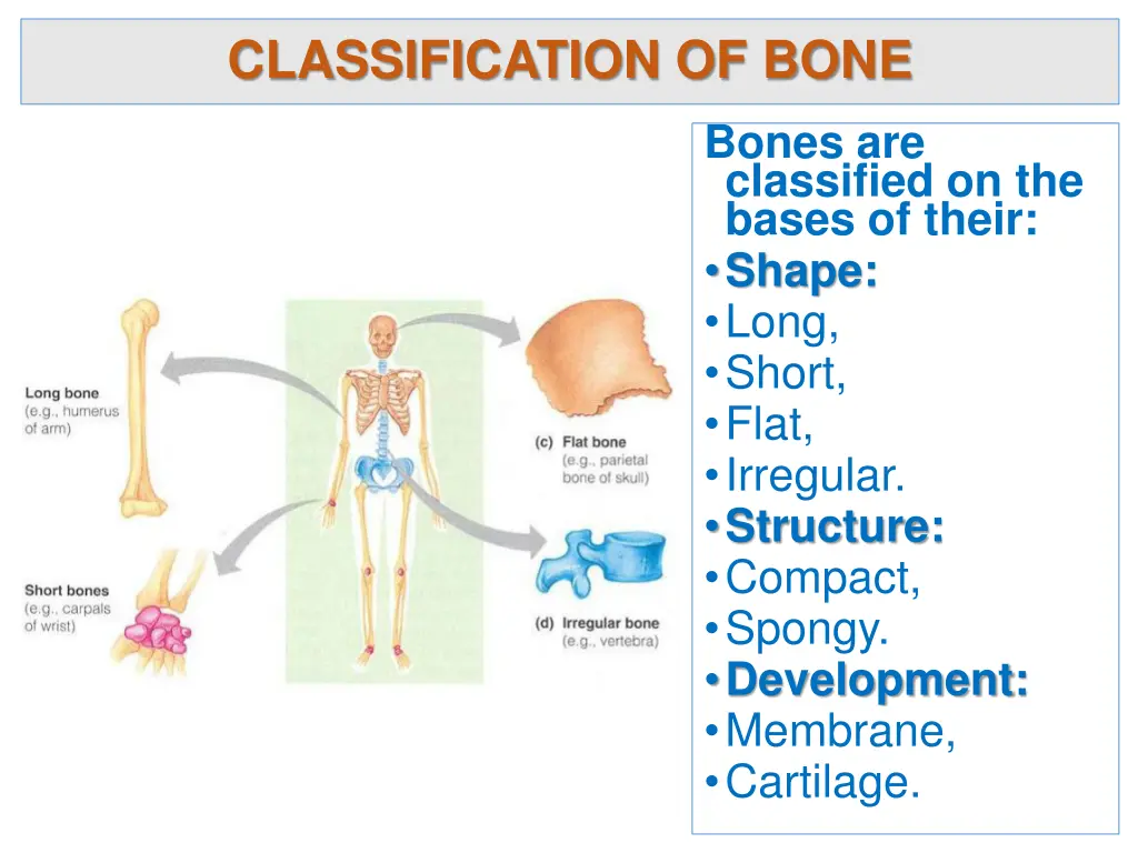 classification of bone