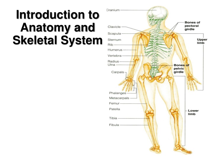 introduction to anatomy and skeletal system