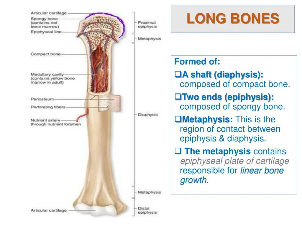long bones