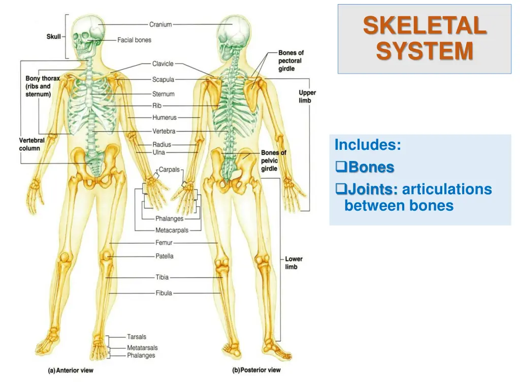 skeletal system