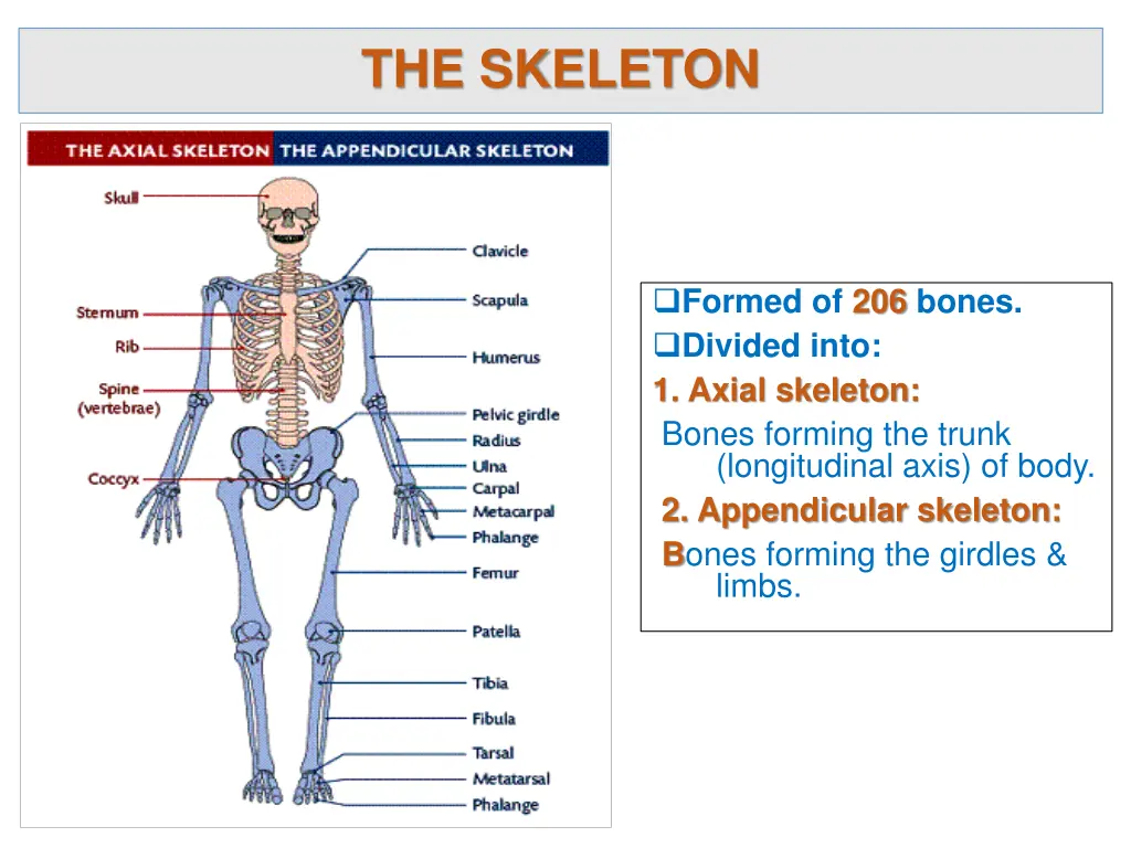 the skeleton