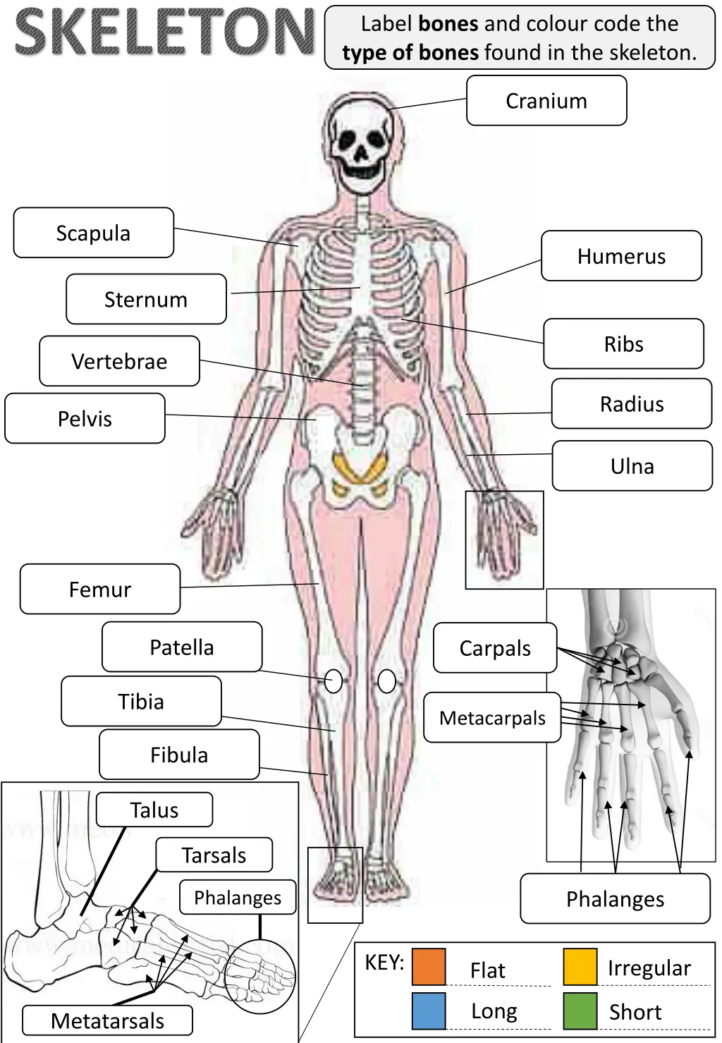 skeleton 1