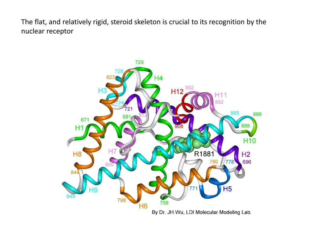 the flat and relatively rigid steroid skeleton
