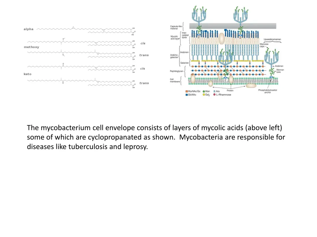 the mycobacterium cell envelope consists