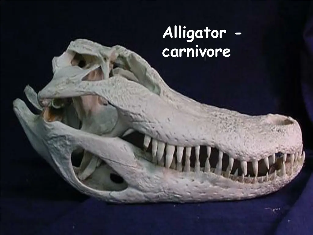 alligator carnivore