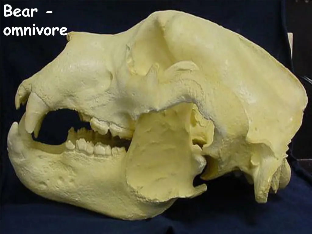 bear omnivore