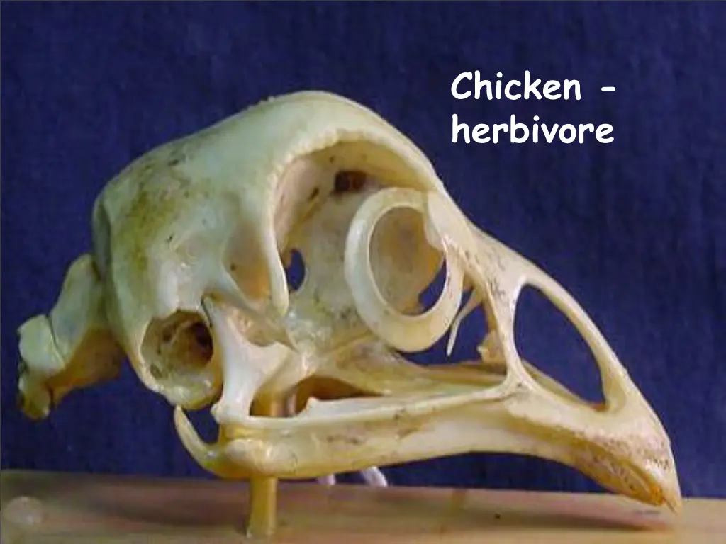 chicken herbivore