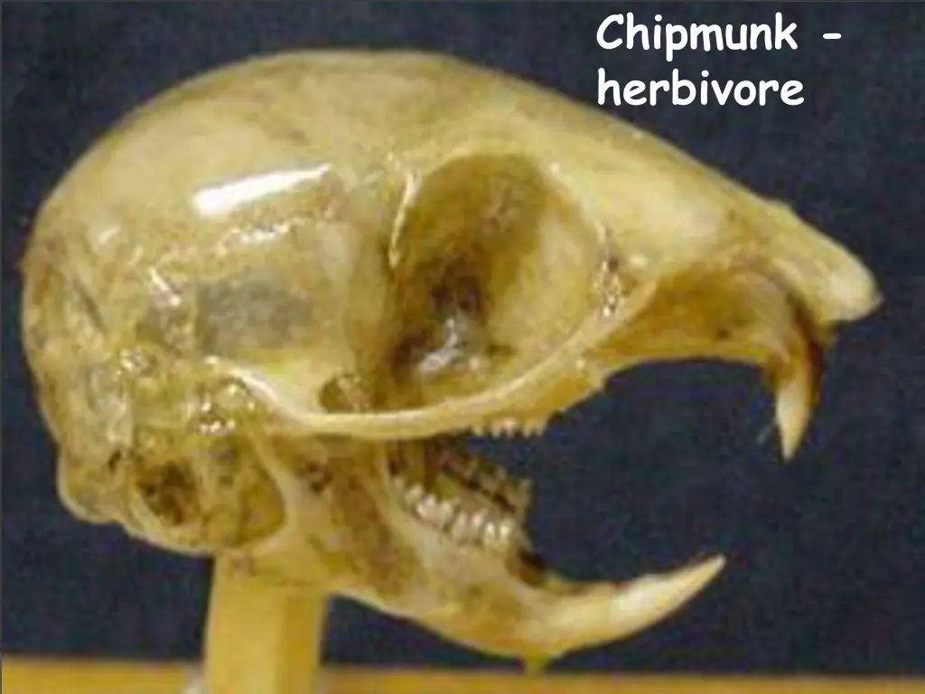 chipmunk herbivore