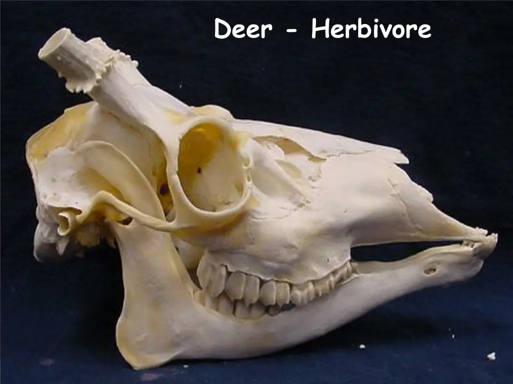 deer herbivore