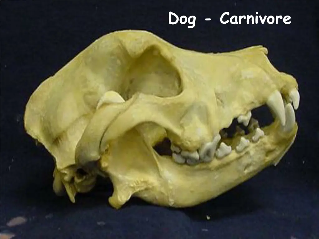 dog carnivore