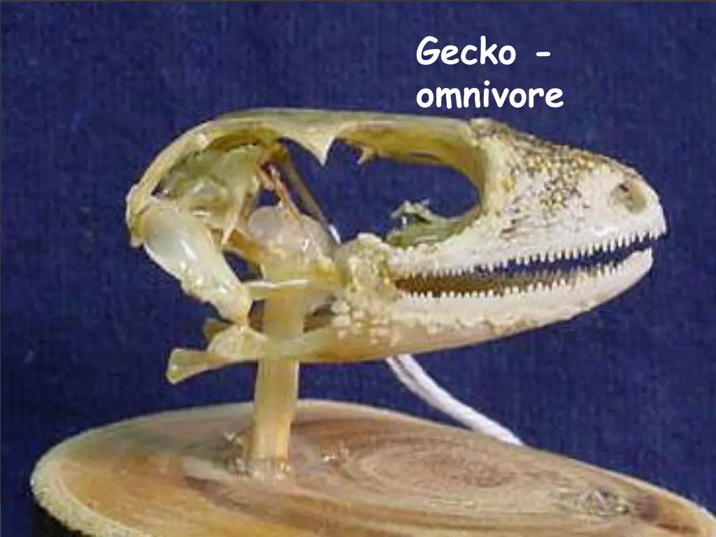 gecko omnivore