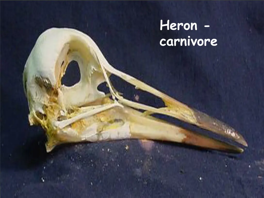 heron carnivore