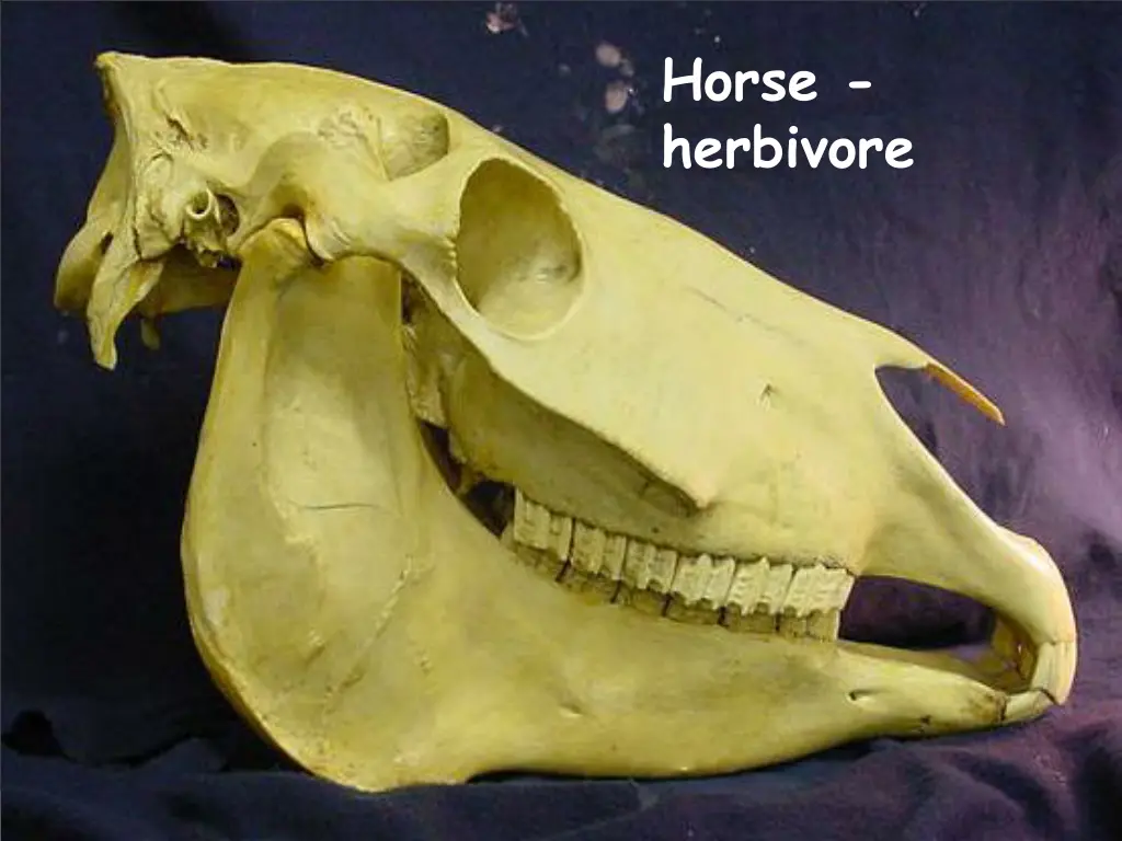 horse herbivore