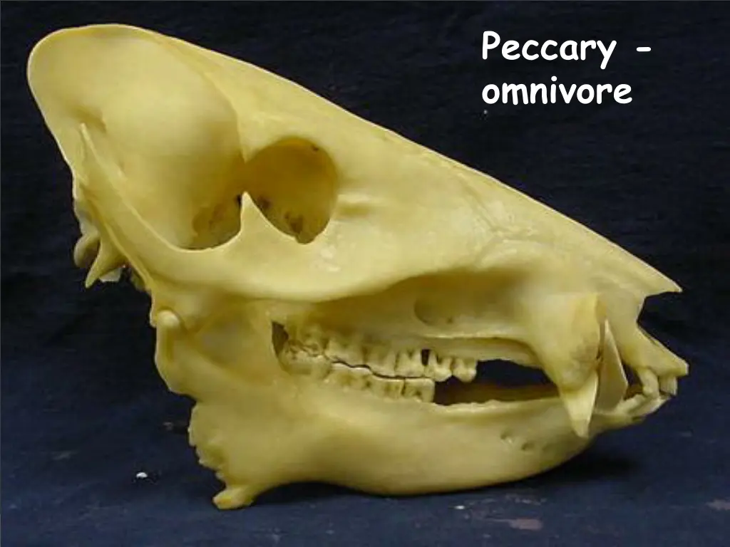 peccary omnivore