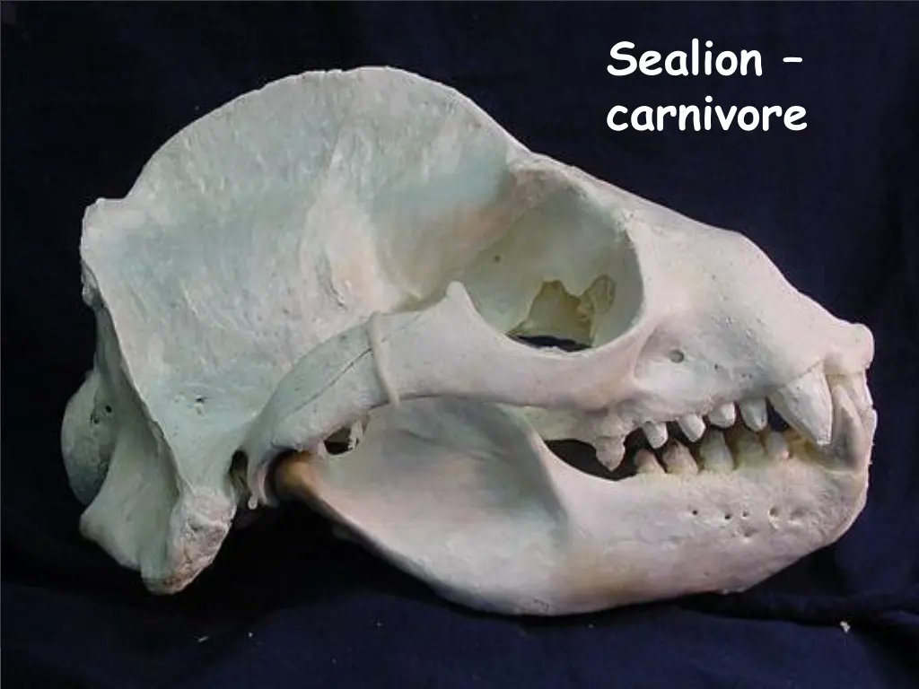 sealion carnivore