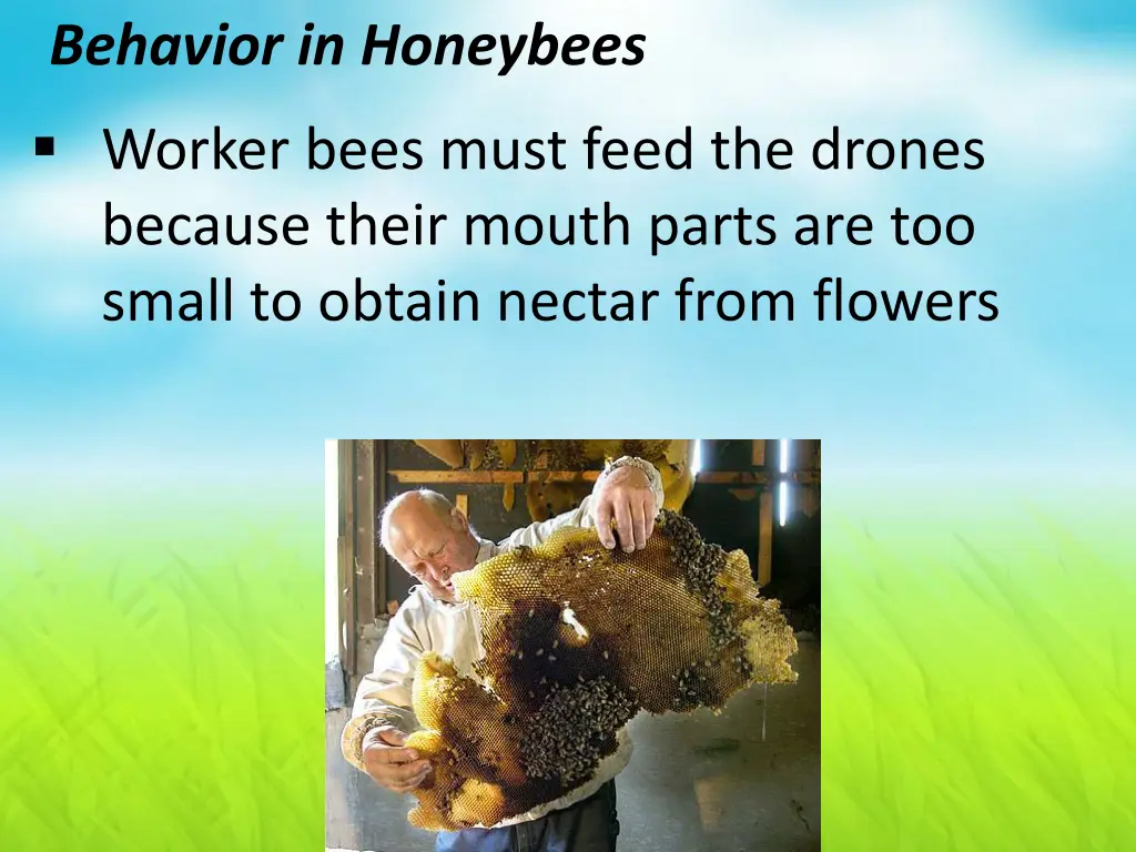 behavior in honeybees 1