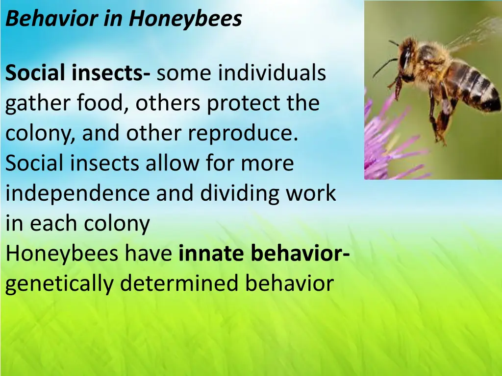 behavior in honeybees