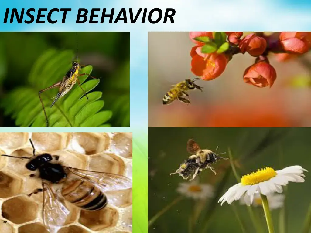 insect behavior