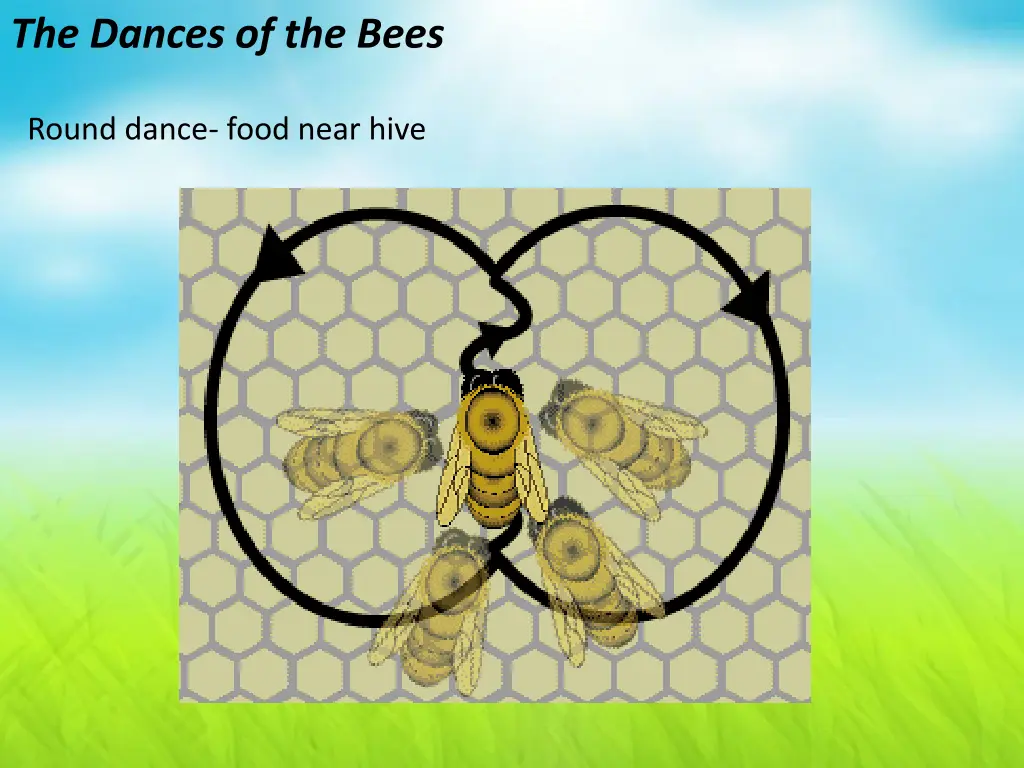 the dances of the bees