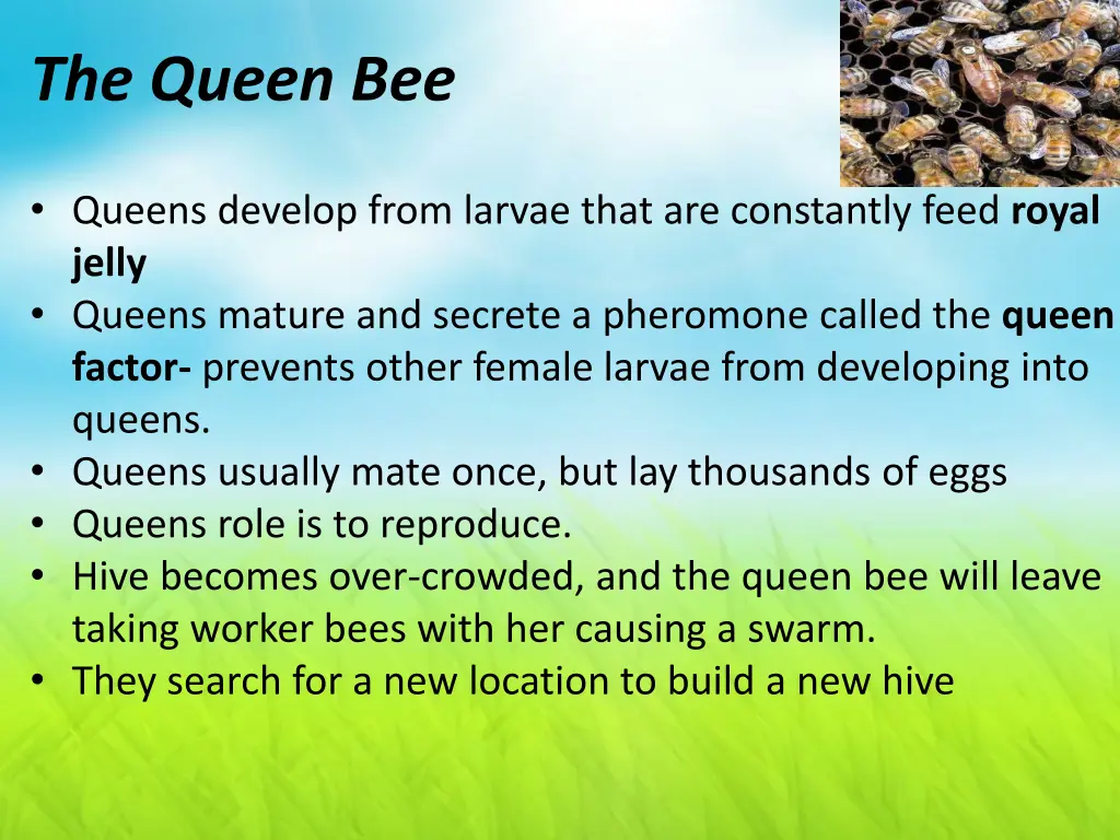 the queen bee
