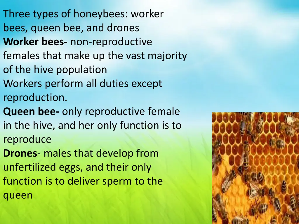 three types of honeybees worker bees queen
