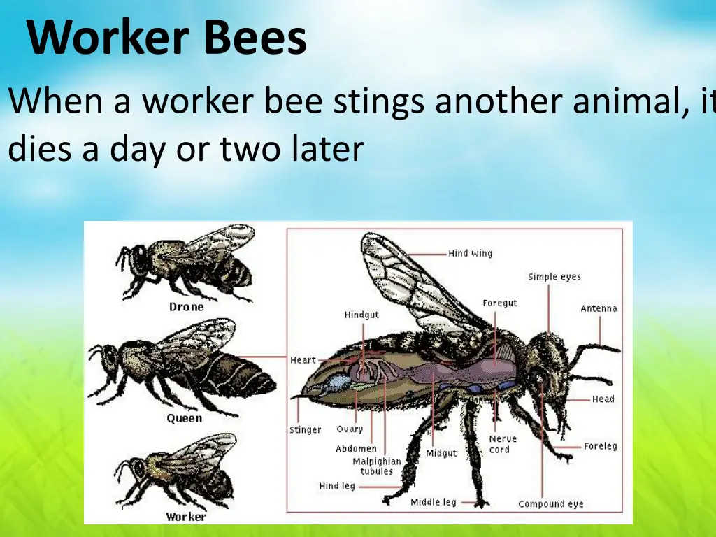 worker bees when a worker bee stings another
