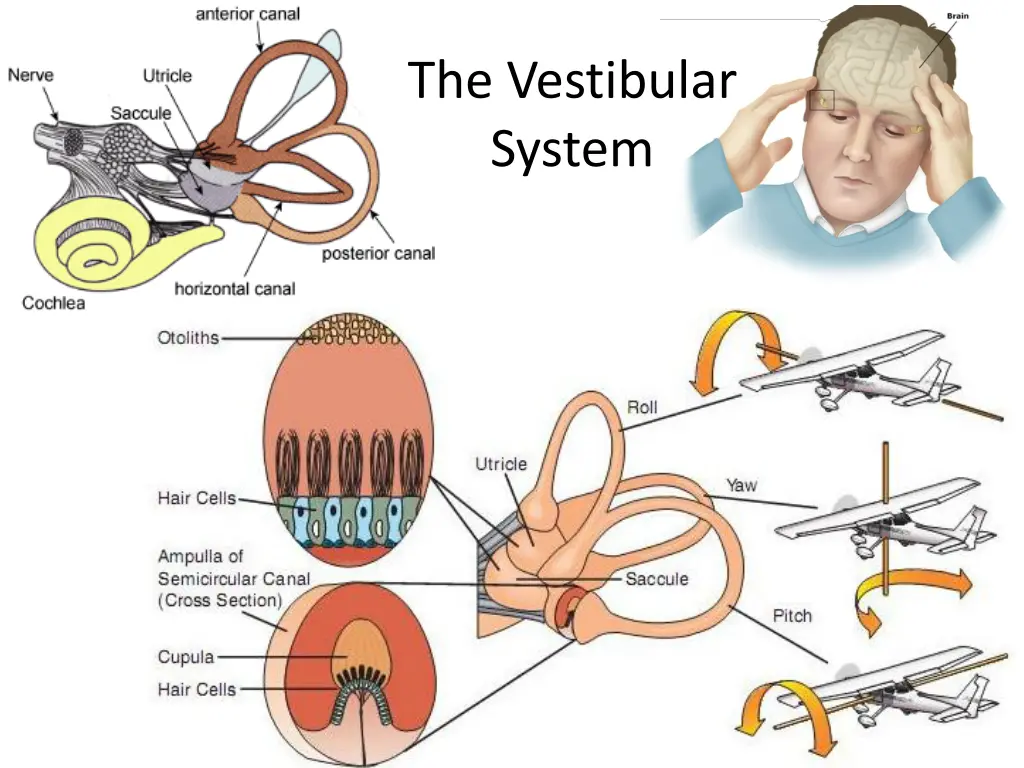 the vestibular system
