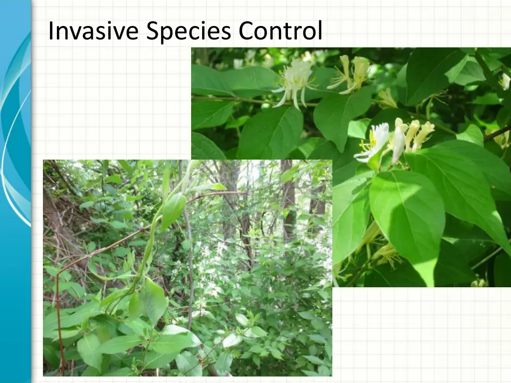 invasive species control