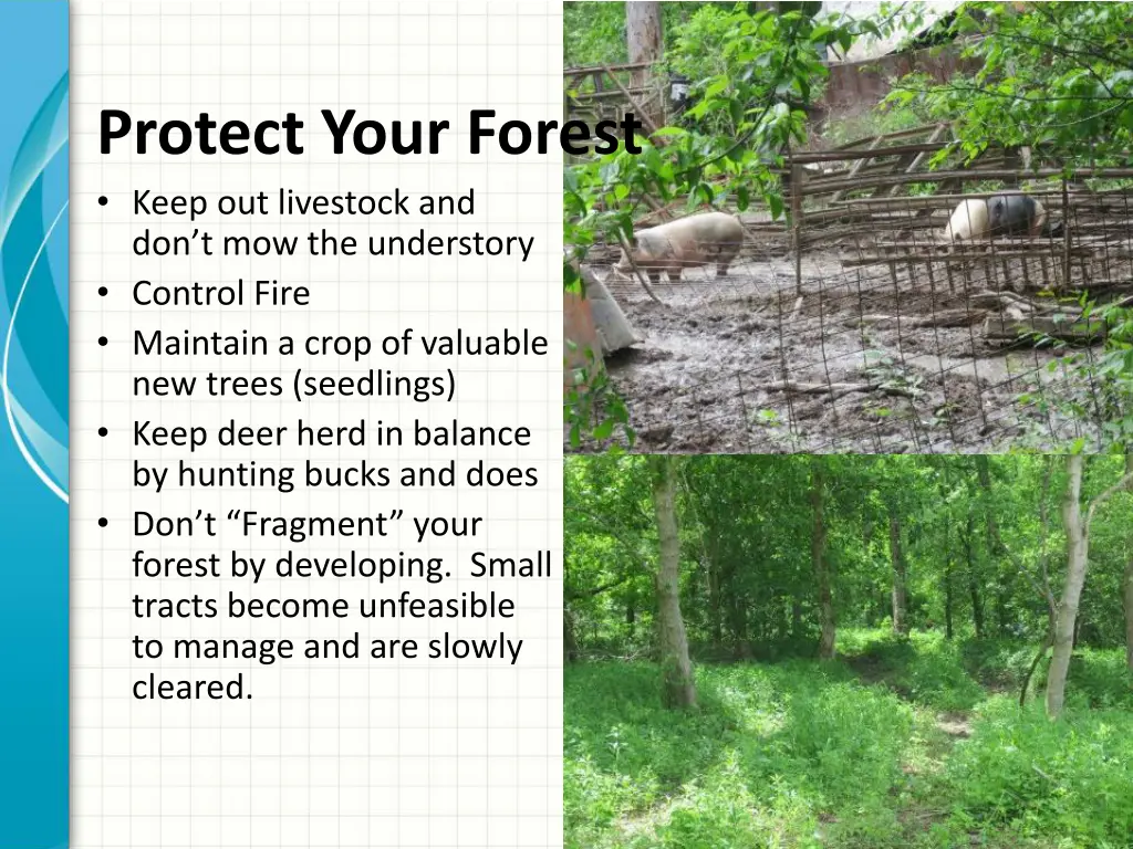 protect your forest keep out livestock
