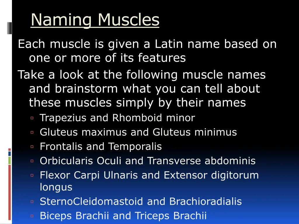 naming muscles
