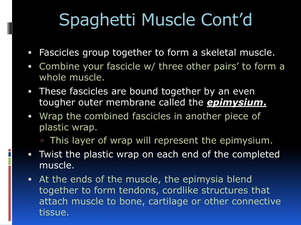spaghetti muscle cont d 1