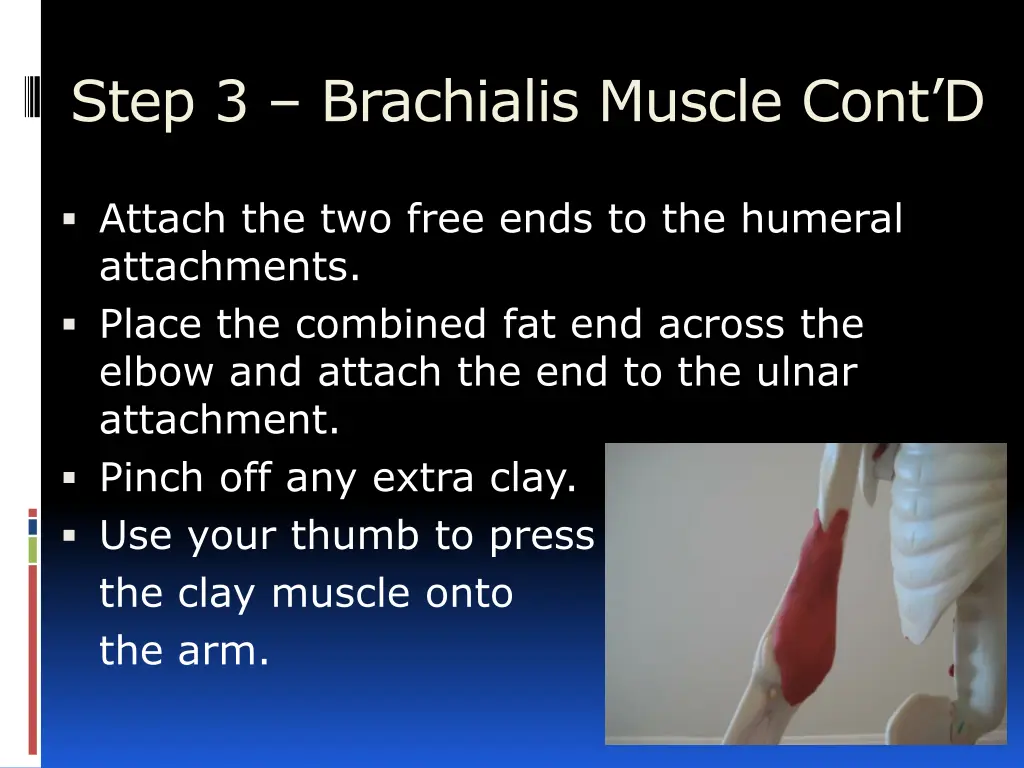 step 3 brachialis muscle cont d